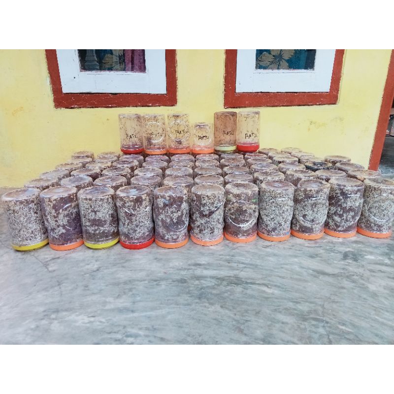 Bibit kroto 1 paket : 50 toples bibit + 5 ratu siap ternak