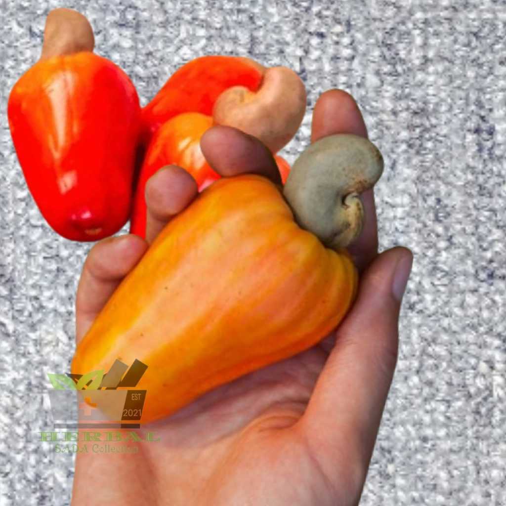 Buah Jambu Mete Atau Jambu Moyet Segar Per Buah