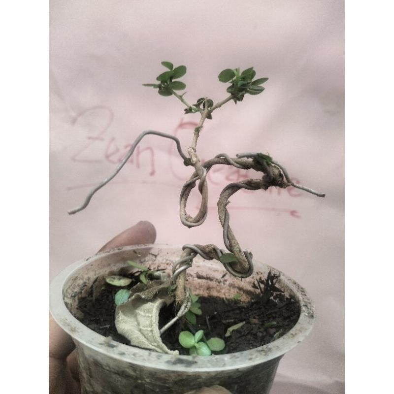 Bahan bonsai shito Sancang, pusaka, sakura mikro meliuk