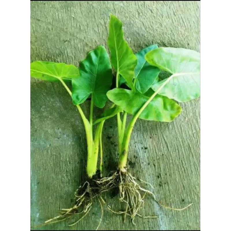 Tanaman hias bibit pohon sente/pohon talas