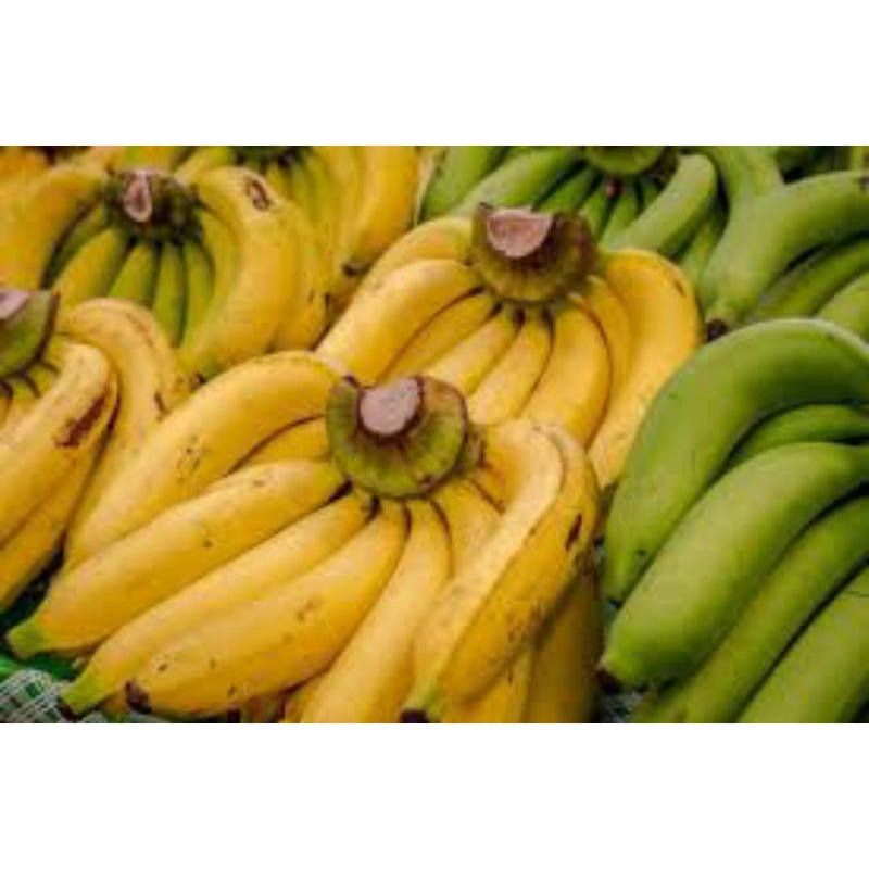 

pisang Ambon 1,5kg