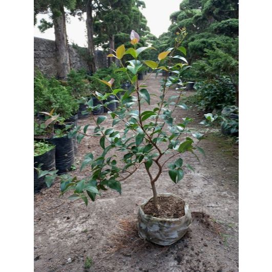 Tanaman Bahan Bonsai Dewandaru