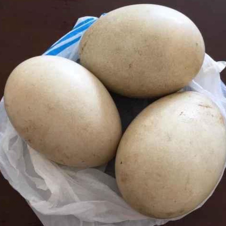 

Top Design TELUR ANGSA TEMBUHUK TELUR ANGSA BUSUKTELUR ANGSA FRES