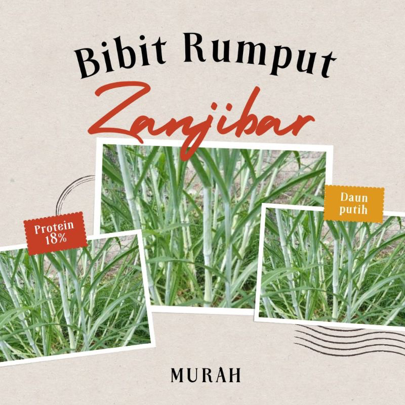 Bibit rumput zanzibar super