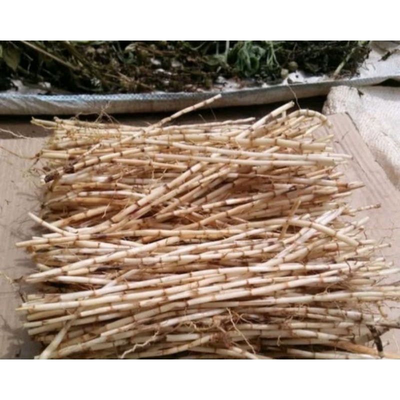 

akar alang alang segar 1 kg