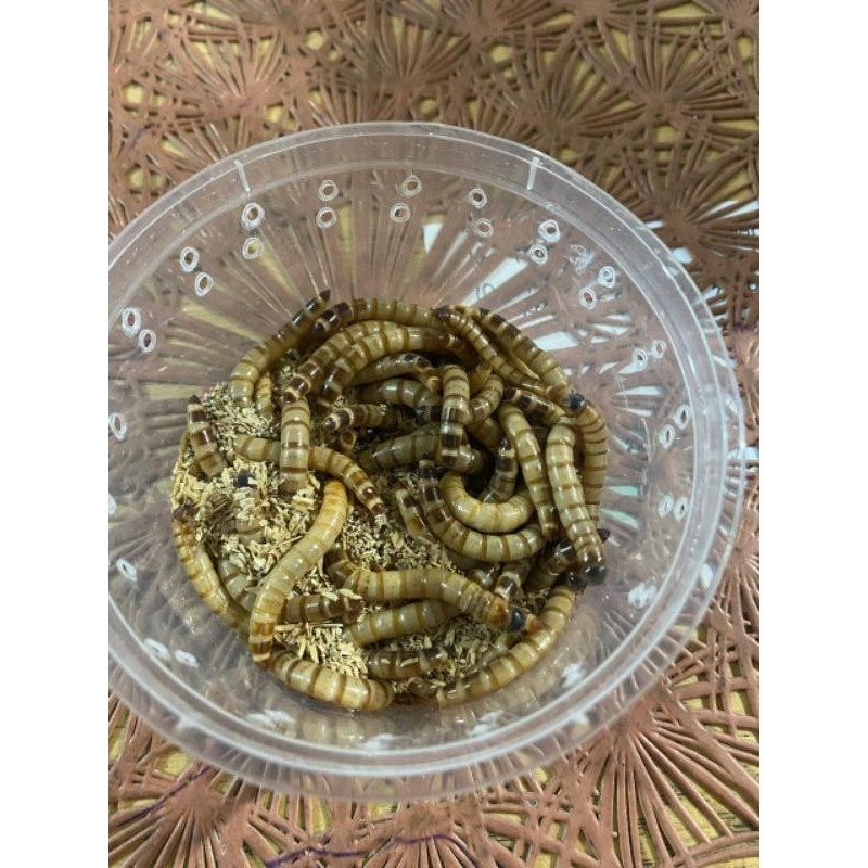 ULAT JERMAN HIDUP FRESH