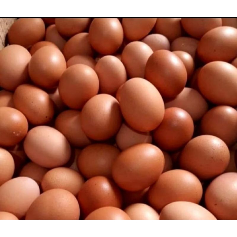 

[Instan] Telur Ayam Negeri/ Telur Horn- Fresh