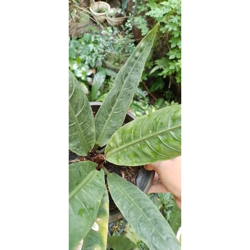 anthurium hokeri black mamba remaja