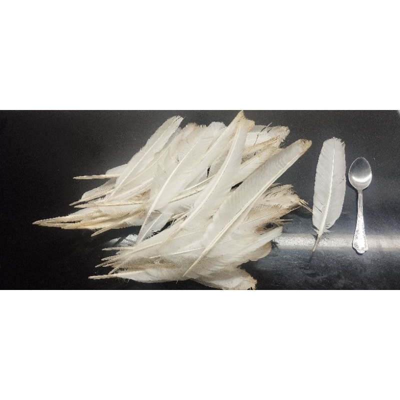 bulu kalkun (primer)