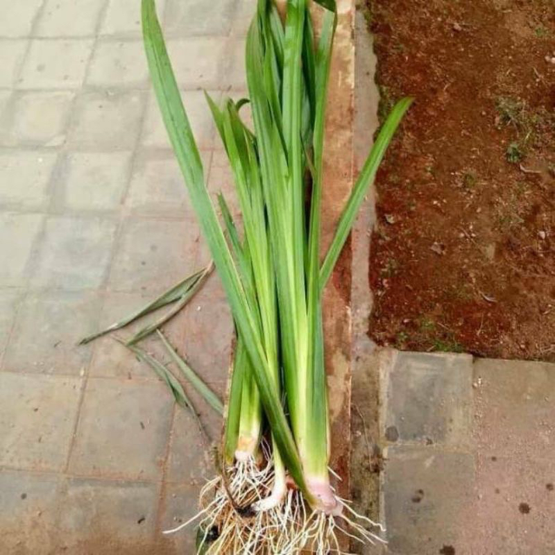 

Daun dlingau 100gram segar delingo jeringau jaringao