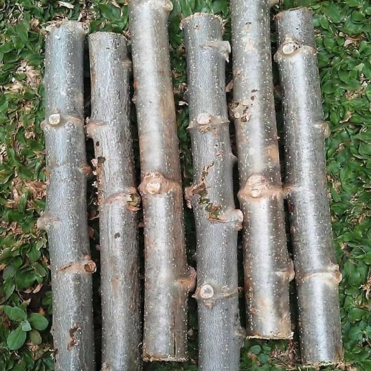 25 Bibit Singkong Karet ORGANIK Daun Singkong Karet Segar bisa buat sayur, Daun Singkong buat pakan 