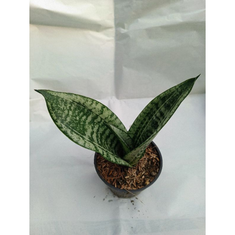 Sansevieria Moonshen Mutasi/Mutan