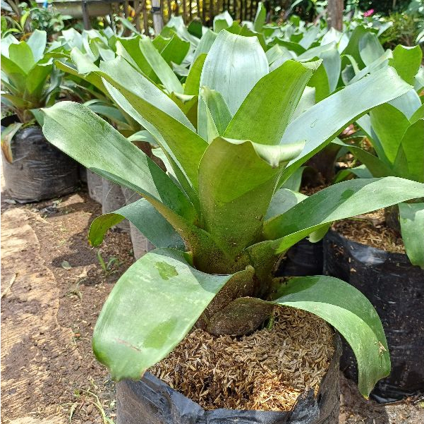 Tanaman Hias Bromelia Hijau - Green Bromelia / Bromelia Jumbo