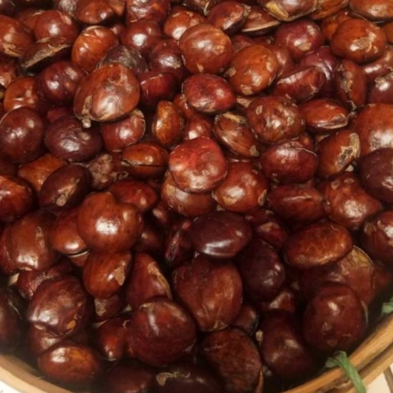 

Jengkol Tua