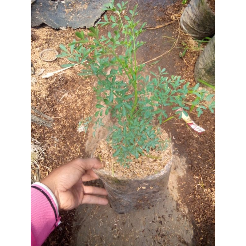 inggu tanaman herbal