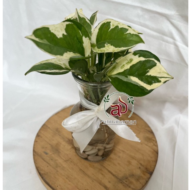 Tanaman air sirih gading koin vas bunga tanaman hias meja  tanaman terarium (1pcs) Vas Kaca 300m| Va