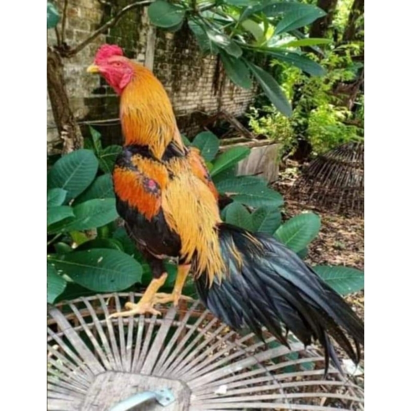 Telur Fertil Ayam Bangkok Ekor Lidi