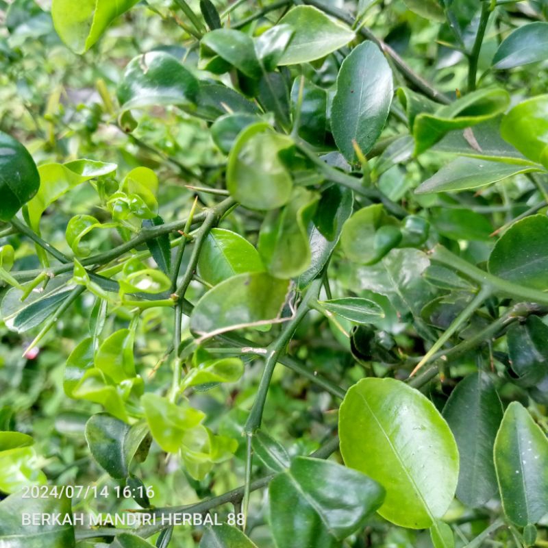 

daun jeruk segar/200gram