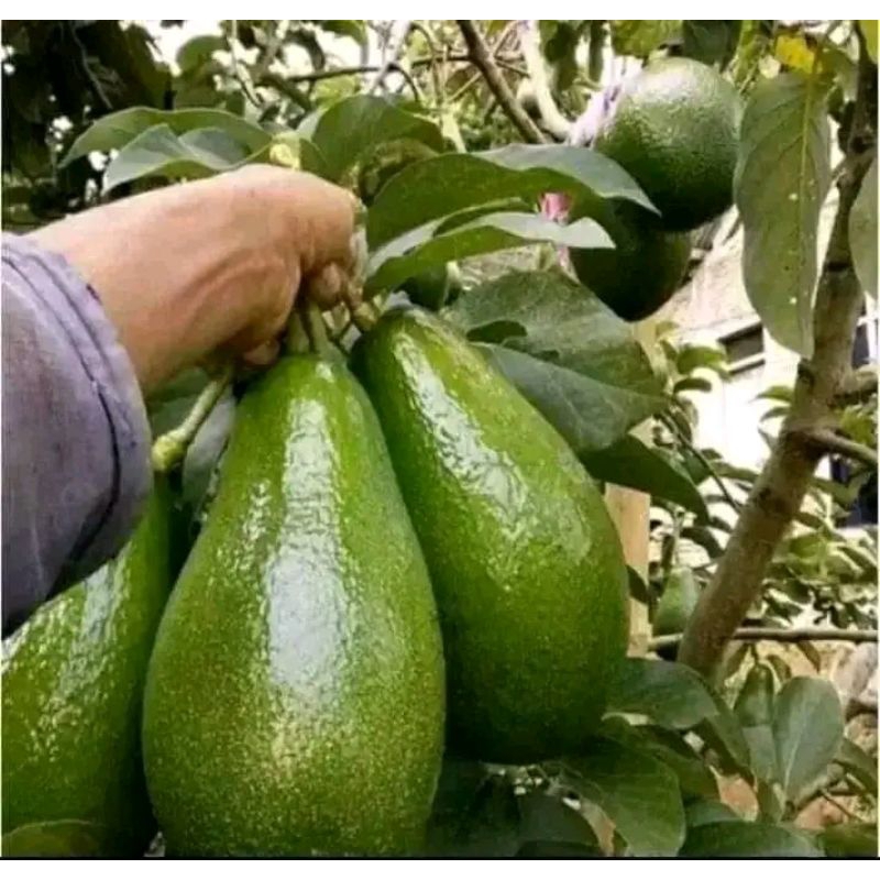 bibit alpukat aligator (okulasi) siap buah