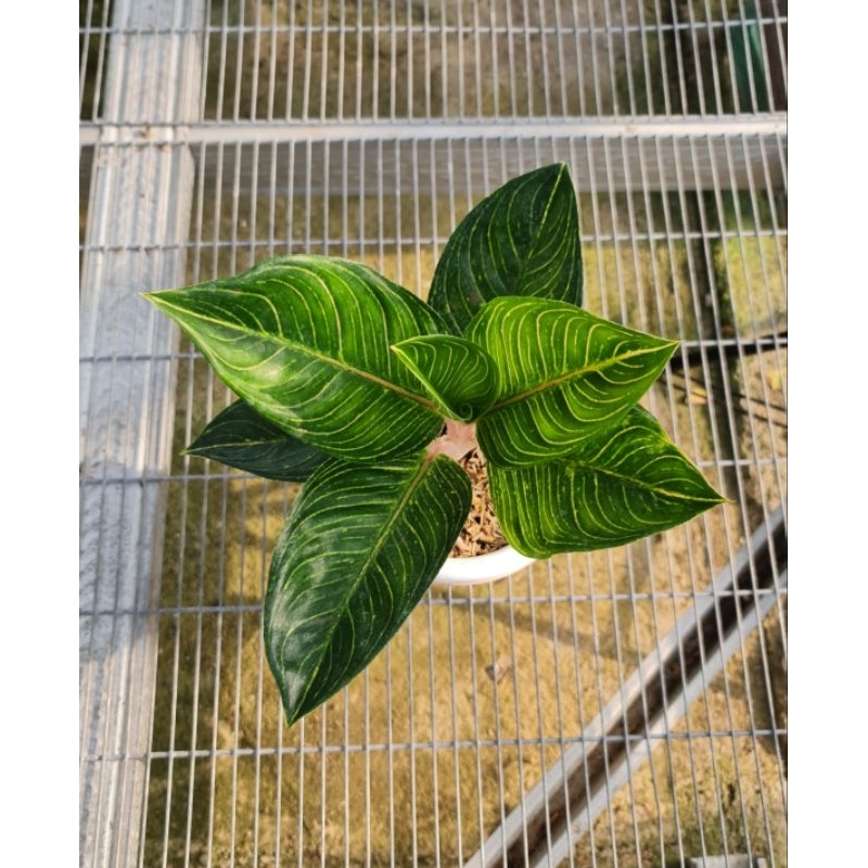 Aglonema Queen of Siam (QOS)