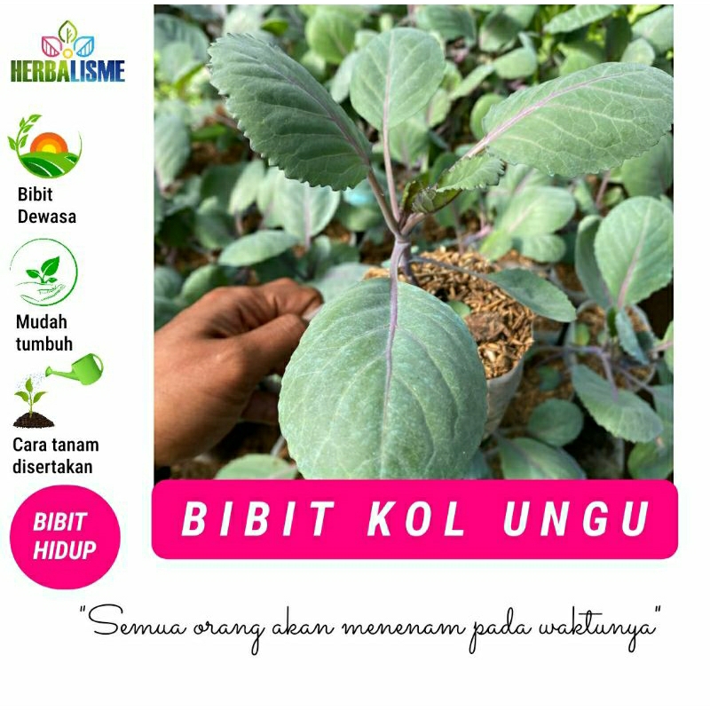 BIBIT KOL UNGU