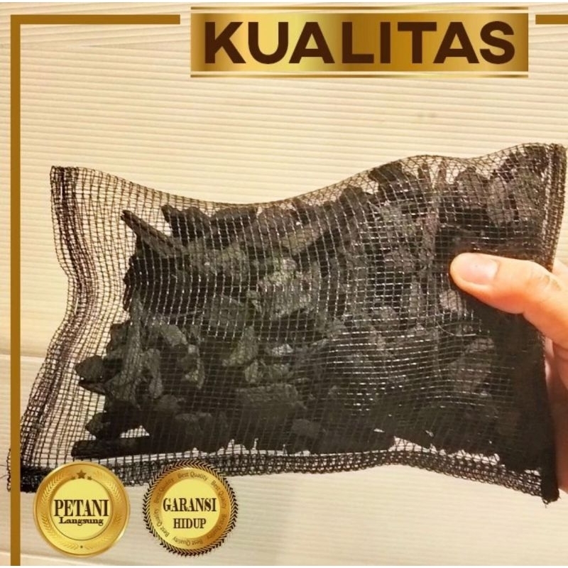 Media Filter Karbon Aktif Rahasia Air Jernih Kolam Ikan Sehat Besar