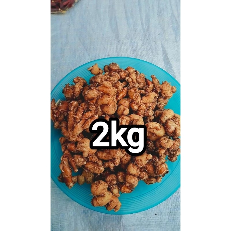 

2KG KENCUR SEGAR WANGI BERSIH PROMO MURAH