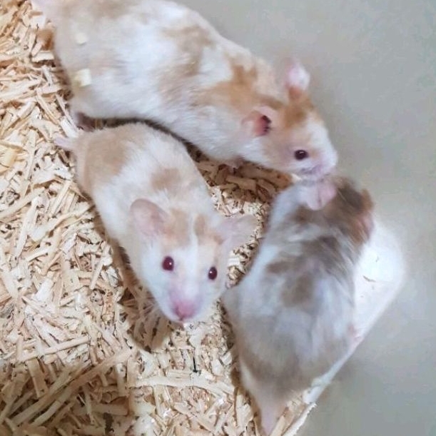 hamster syrian golden domspot satin
