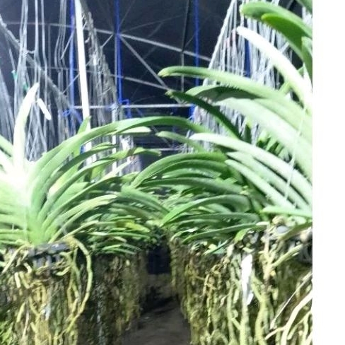 VANDA | ANGGREK VANDA speack/ knop