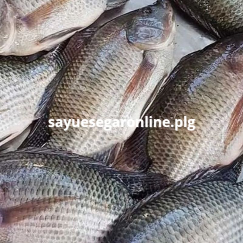 

ikan MUJAIR / ikan NILA (500 GR) - Sayur Online Palembang