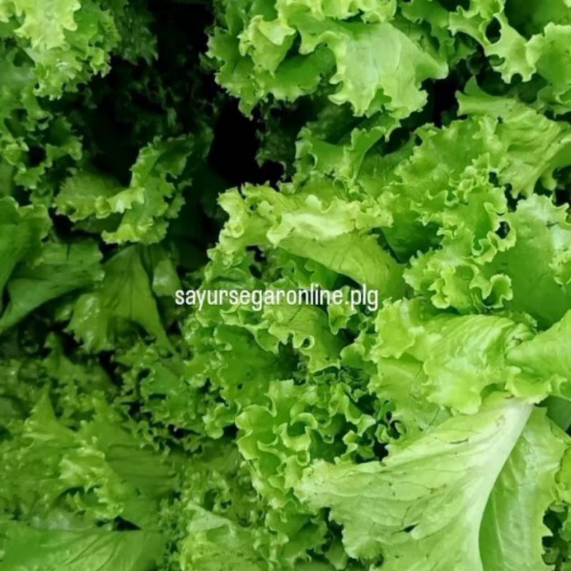 

SELADA HIJAU Keriting (250 gr) - Sayur Online Palembang