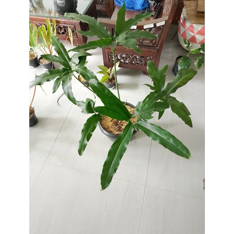 Philodendron African Fantasy