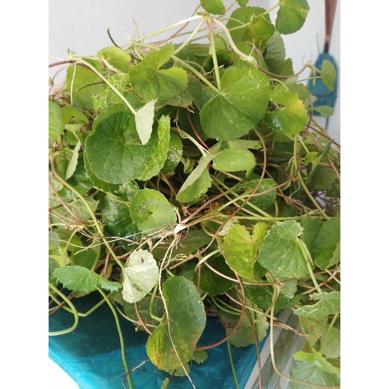 

daun pegagan/antanan bersih 1kg
