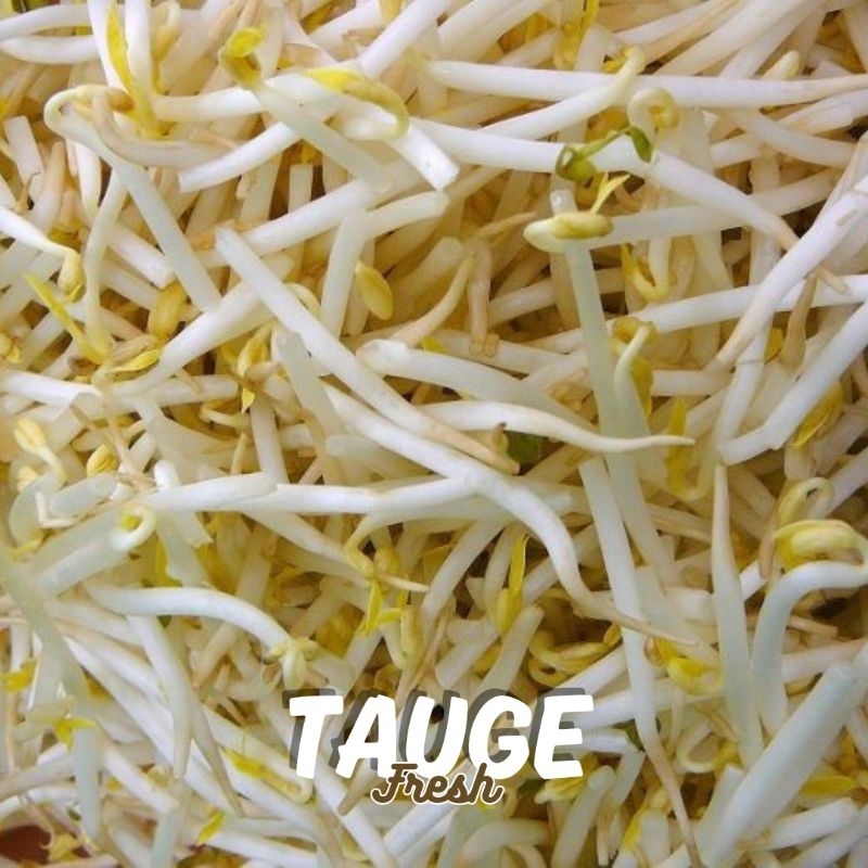 

Toge Tauge Super 500gr Sayuran Segar Bandung