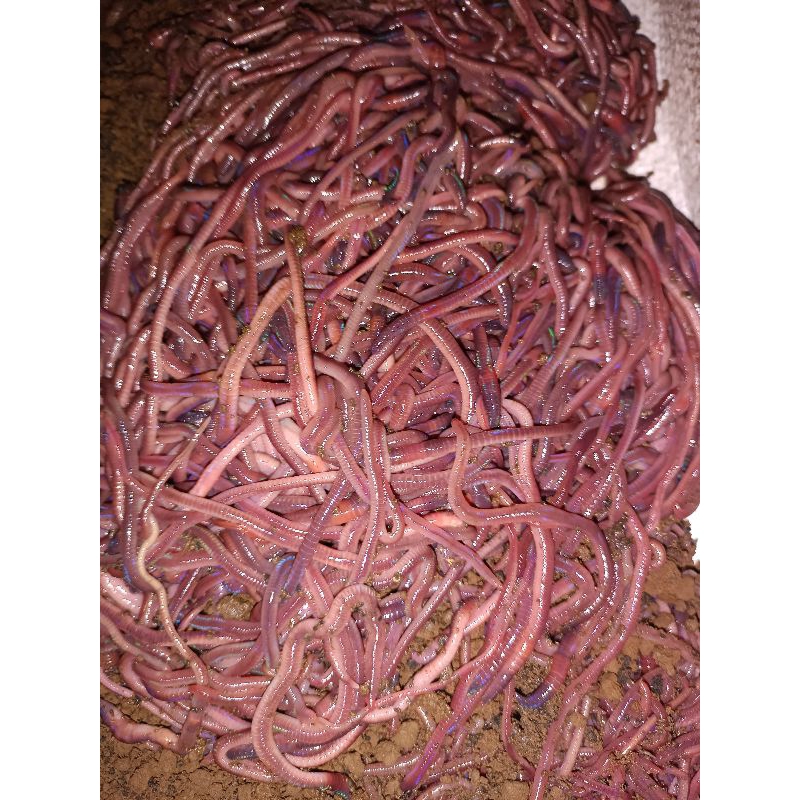 Cacing tanah Anc hidup 500 gram