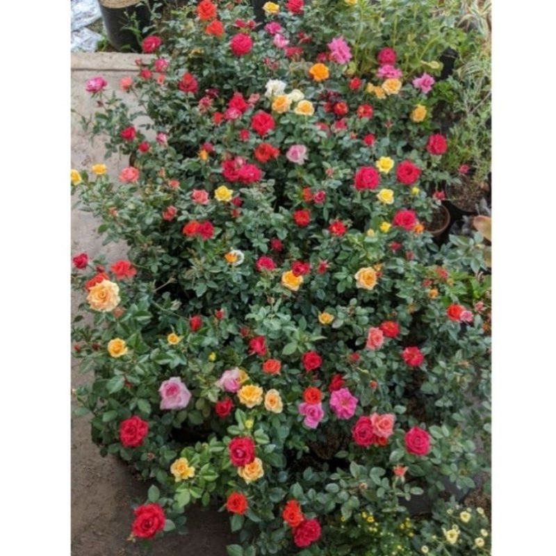 INDUKAN BUNGA MAWAR HOLLAND , RAMBAT , FLORIBUNDA