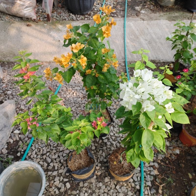 Tanaman Hias Pohon Bunga Bougenville Singapura Bibit Bugenvil Kembang Kertas Singapore