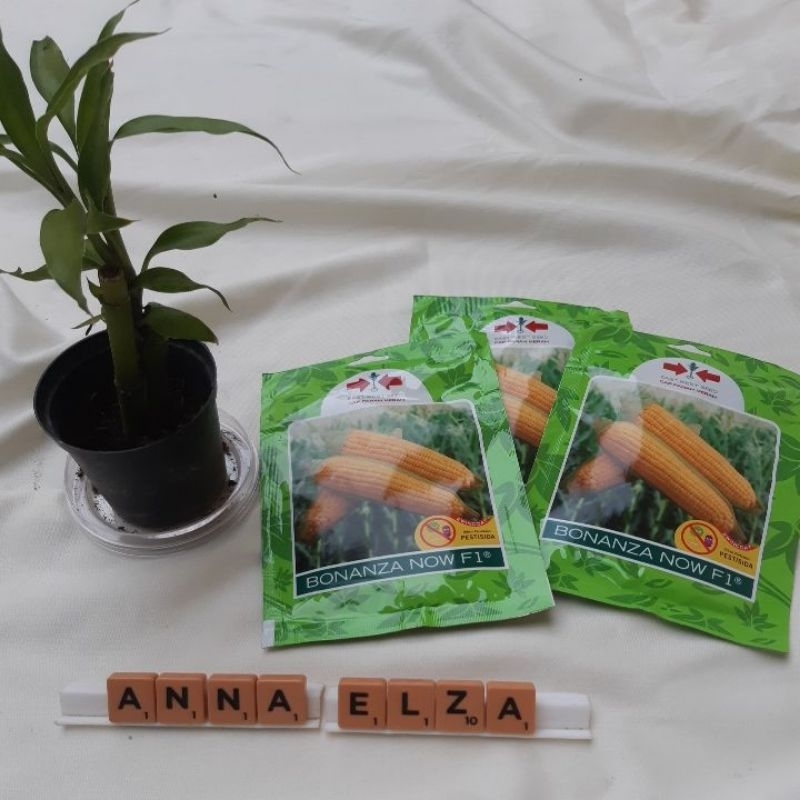 Benih Jagung Manis Bonanza Now F1