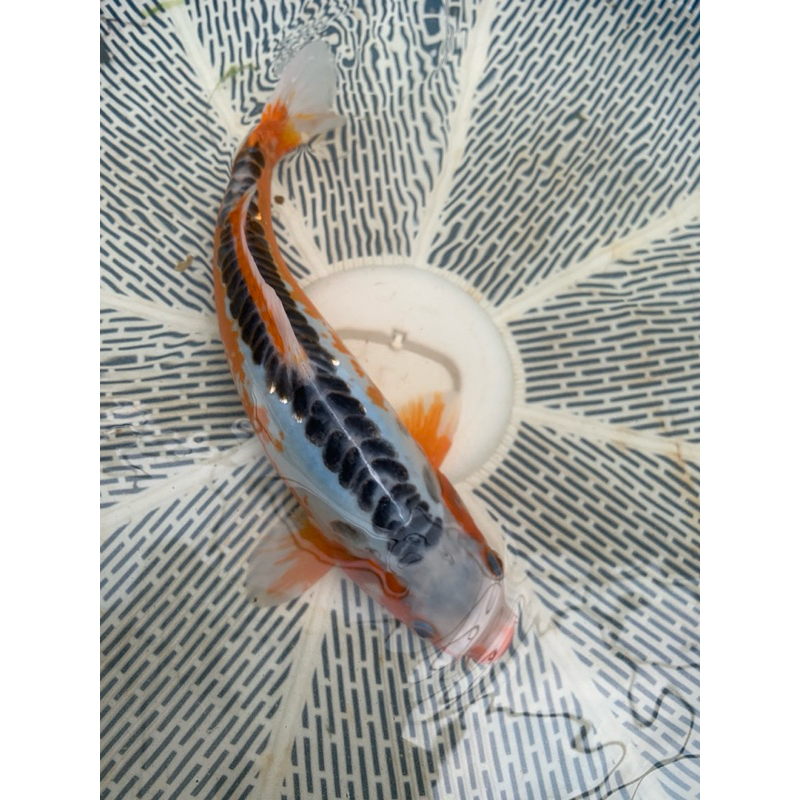 Ikan koi shusui sz 40bu