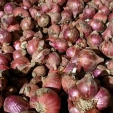 

Bawang Merah Kualitas Super Murah Bisa Untuk Bibit 500 Gram