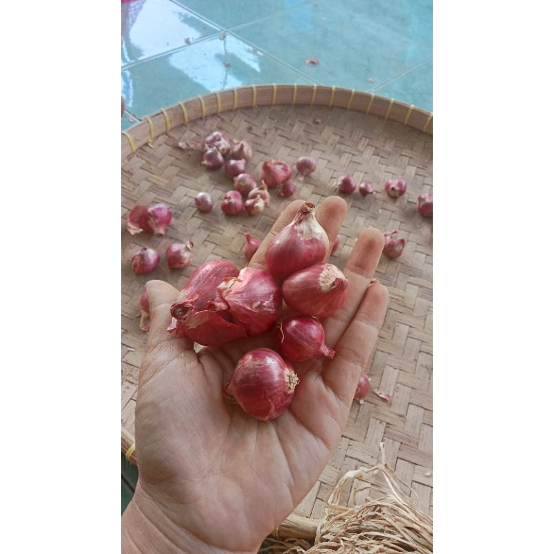 

bawang merah asli probolinggo