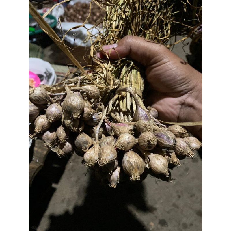 

Bawang Tunggal || Bawang Lanang