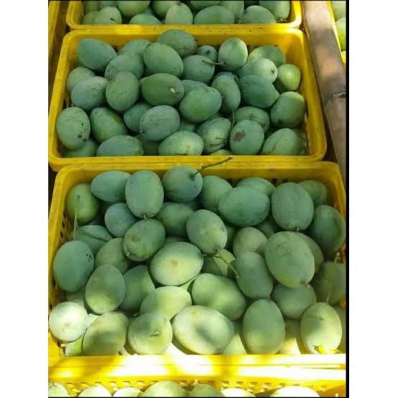 

Buah Mangga Rujak 1kg