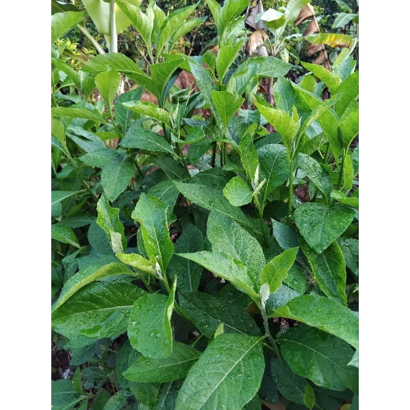 

Sambung nyawa / daun Afrika segar PETIK LANGSUNG DARI POHON 15lembar