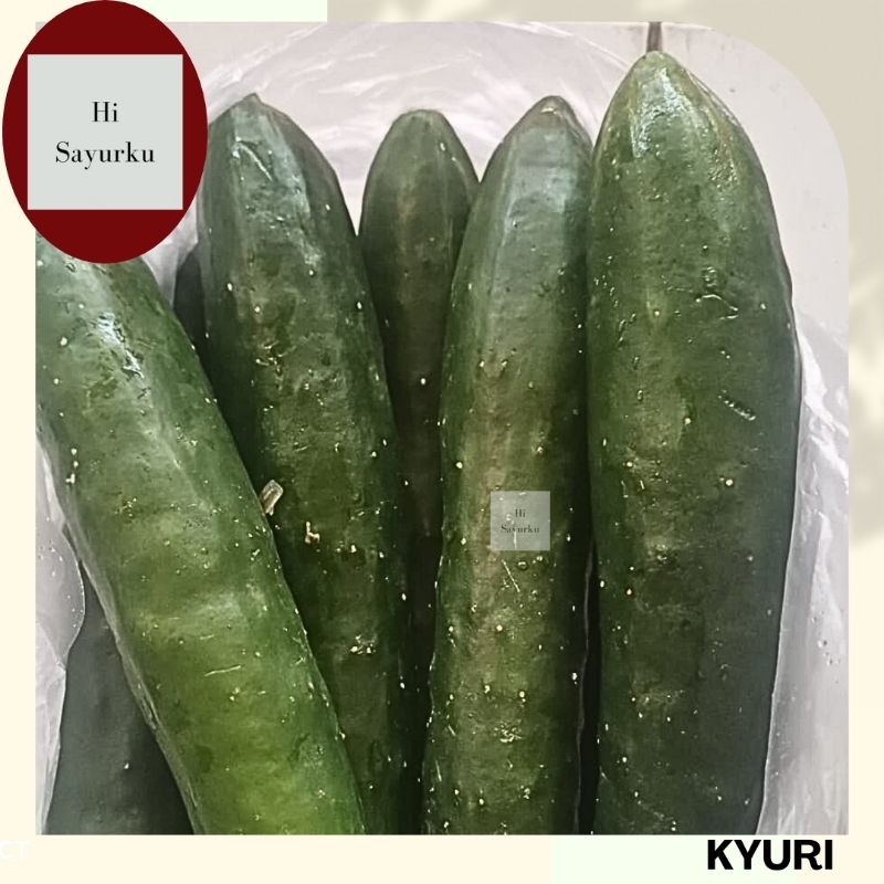 

KYURI SEGAR / TIMUN JEPANG