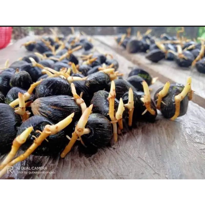 Harga Bijian Benih Bibit Kecambah Sawit MAREHAT pelepah Panjang Bersertifikat