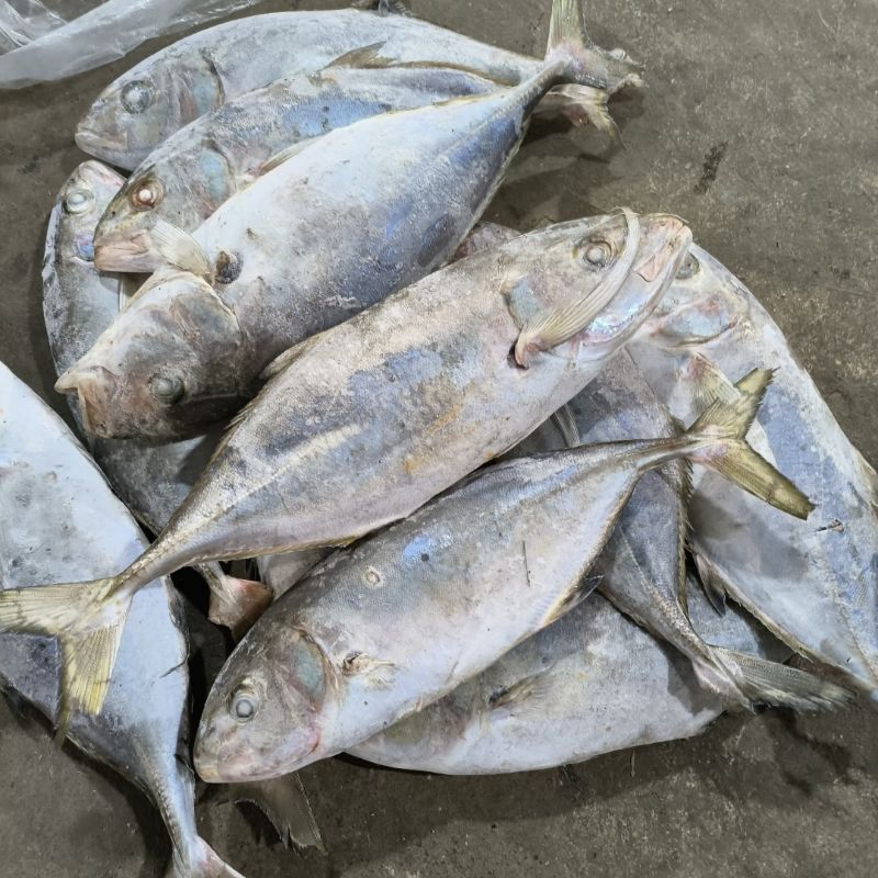 

Ikan Kuwe Lilin 10kg