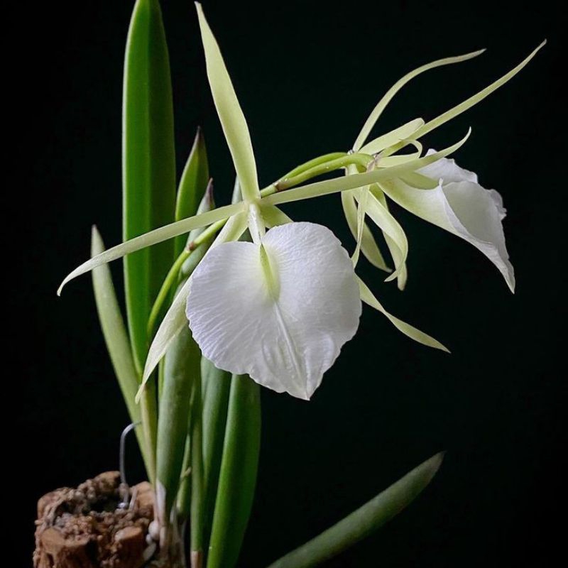 anggrek brassavola nodosa bunga putih wangi / cattleya ekonomis