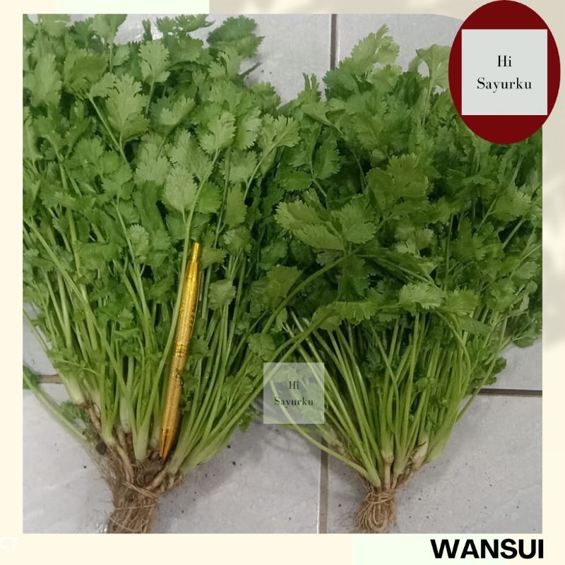 

WANSUI SEGAR / DAUN KETUMBAR / CILANTRO FRESH / CORRIANDER