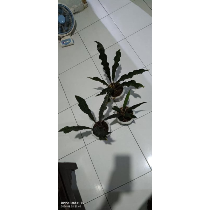 anturium keris black,var